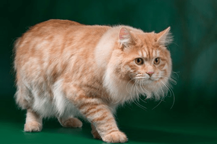 Курильская кошка, окрас камео